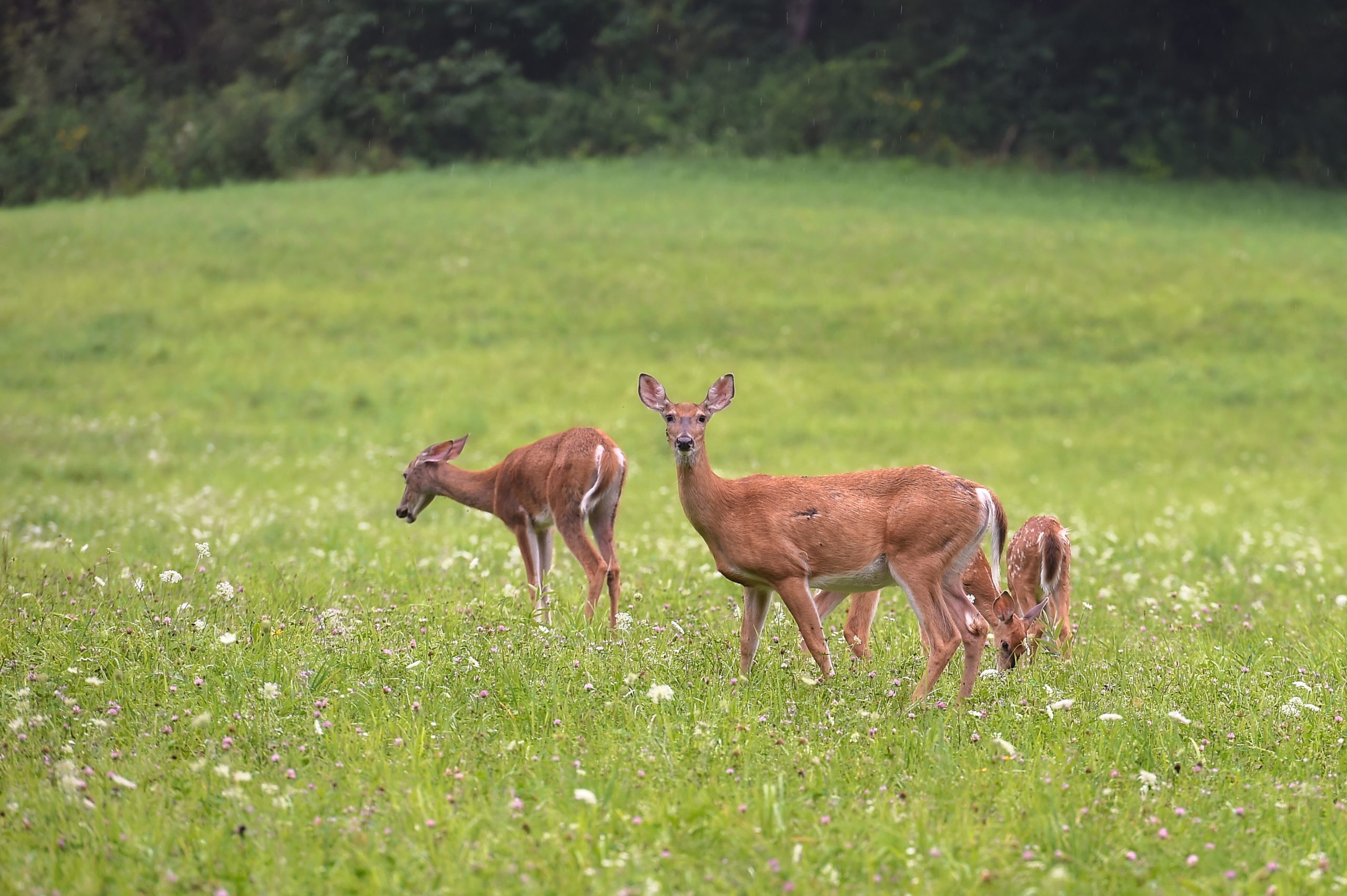 WVU Extension experts advise on drought effects on deer and cattle